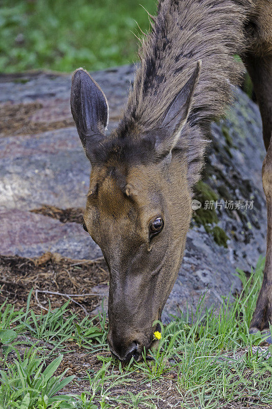 麋鹿(Cervus canadensis)是麋鹿科或鹿科最大的物种之一。黄石国家公园，怀俄明州。